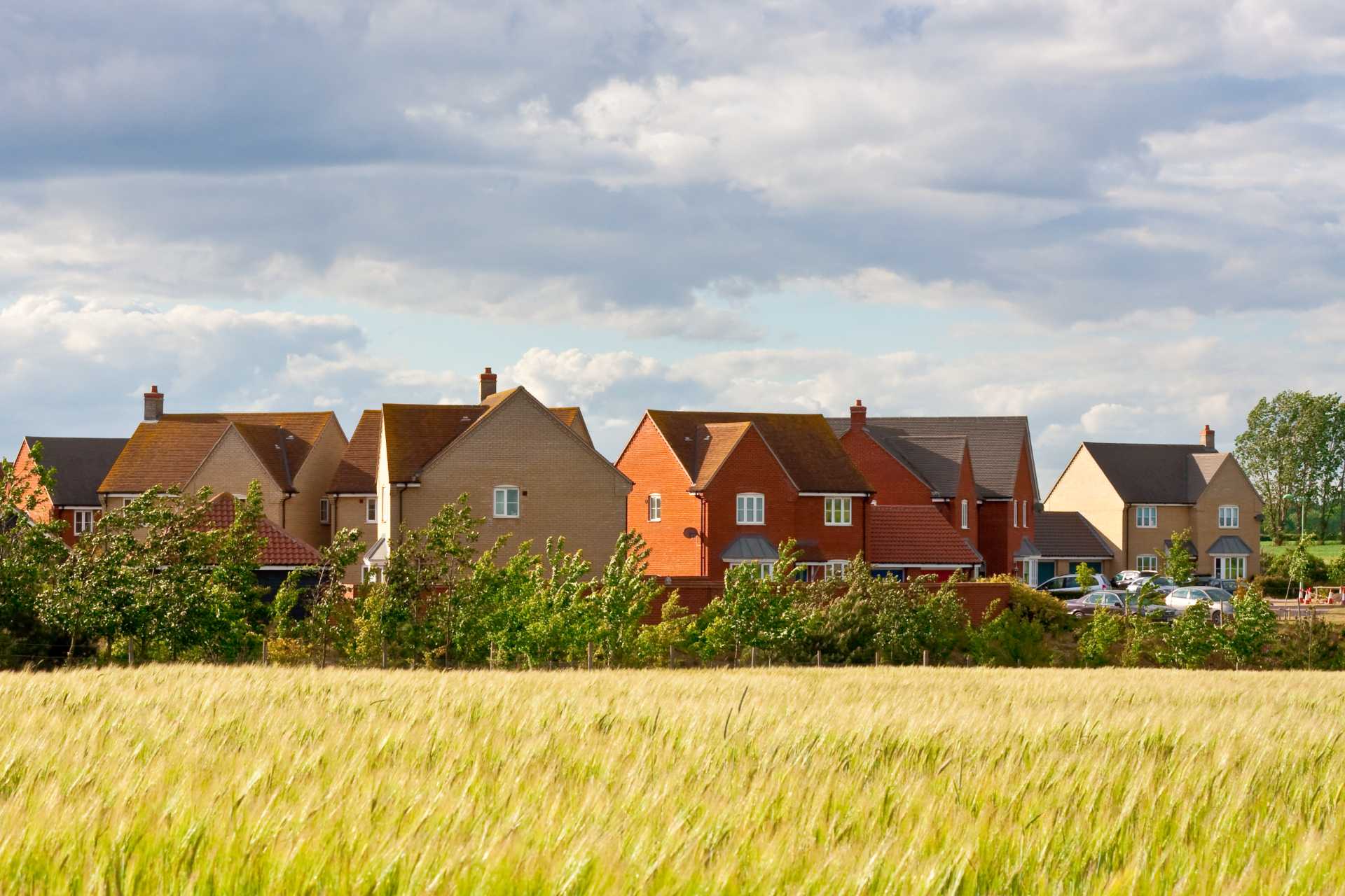 New homes in field field of barley with new homes in the background